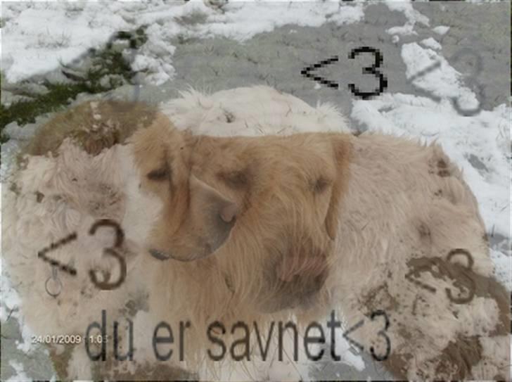 Golden retriever simba <3 (himmel hund) billede 16