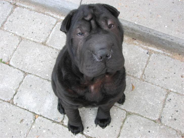 Shar pei Chili billede 12