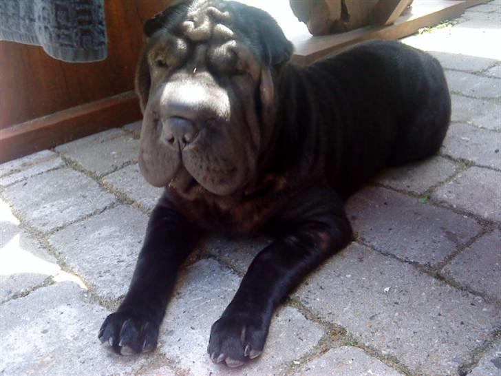 Shar pei Chili billede 16