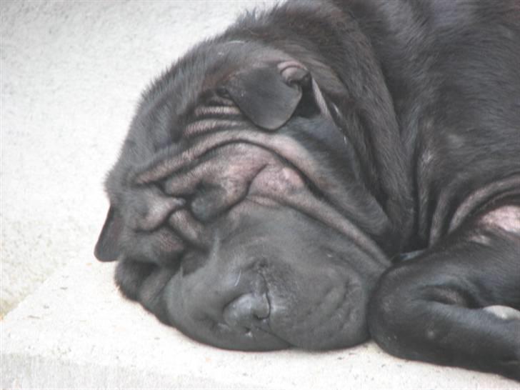 Shar pei Chili billede 17