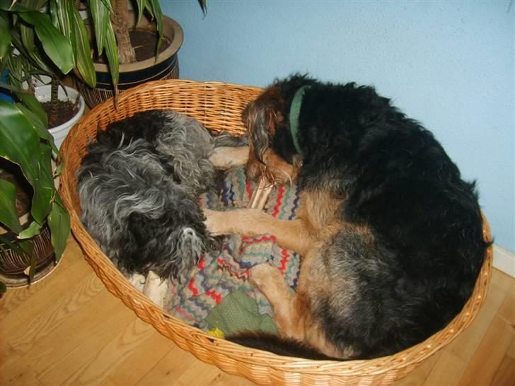 Blanding af racer Kashmir billede 3