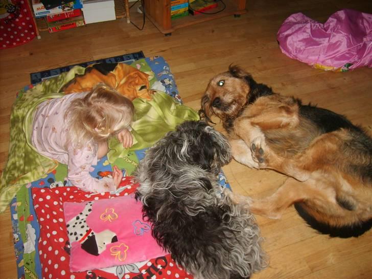 Blanding af racer Kashmir billede 4