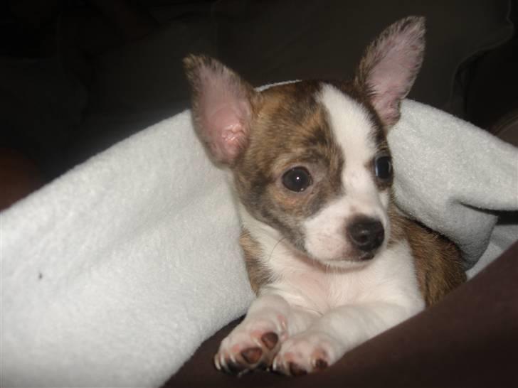 Chihuahua Einstein *solgt* - Min lille fine Einstein billede 1