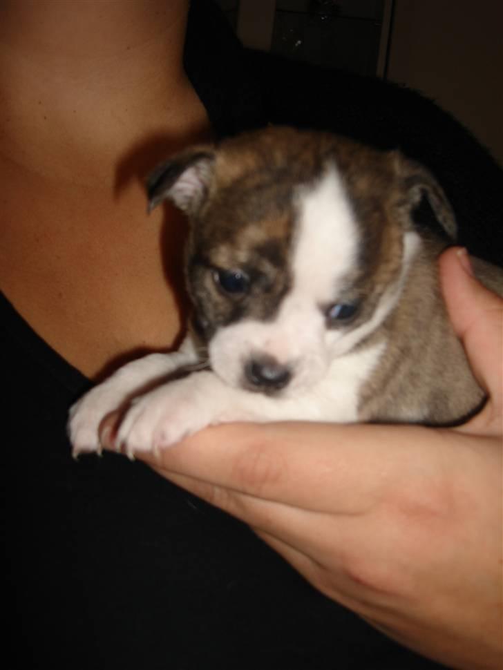 Chihuahua Einstein *solgt* billede 2