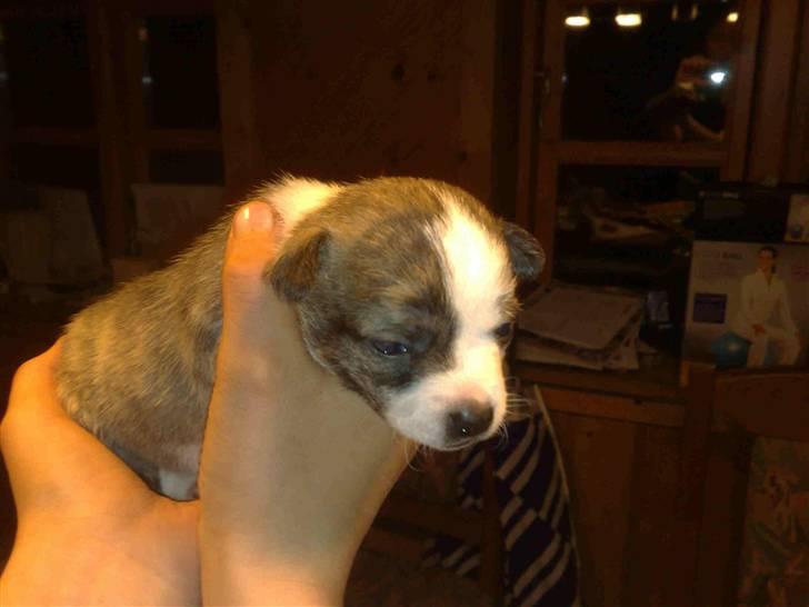 Chihuahua Einstein *solgt* billede 3