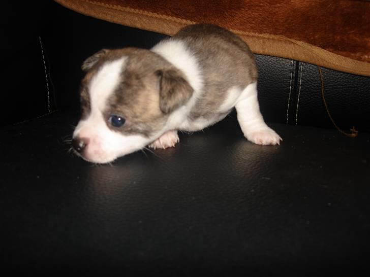 Chihuahua Einstein *solgt* billede 4