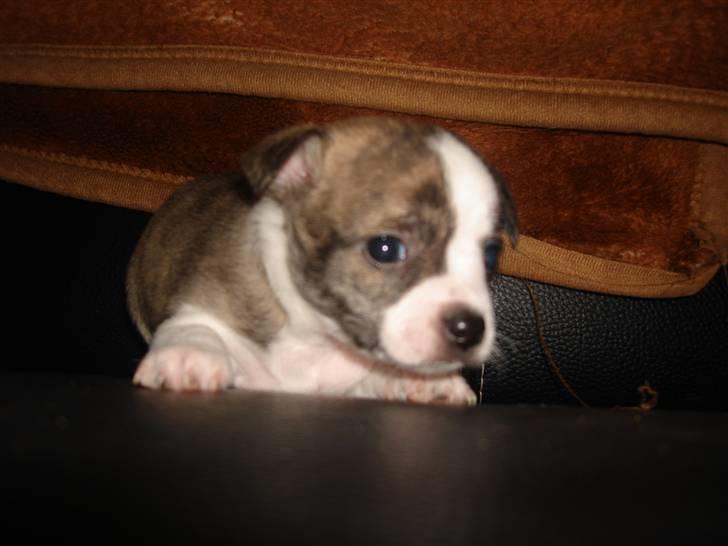 Chihuahua Einstein *solgt* billede 5