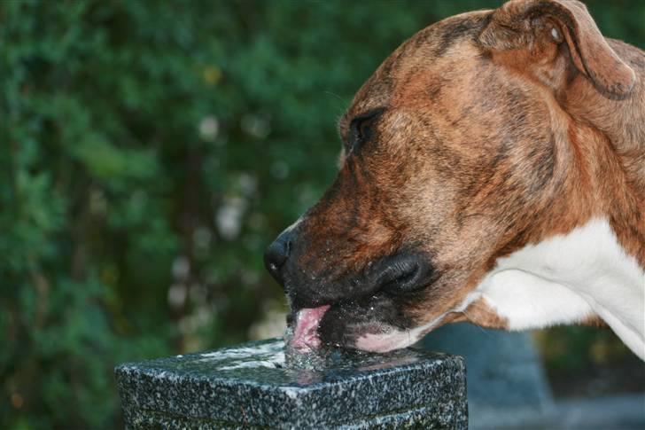 Blanding af racer Ronja billede 17