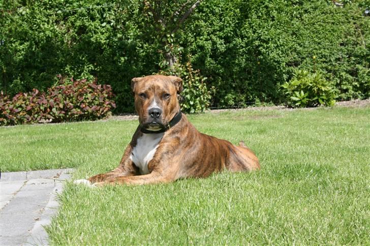 Blanding af racer Ronja - Møgdyret nupper en slapper billede 18