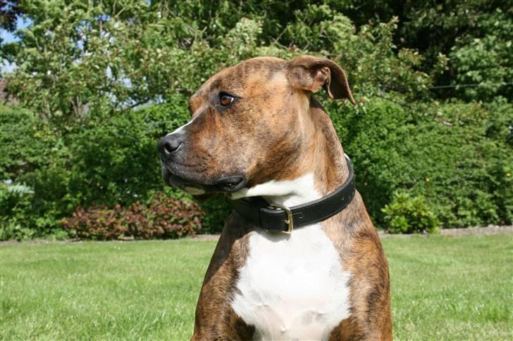 Blanding af racer Ronja billede 19