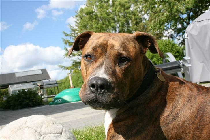 Blanding af racer Ronja billede 20