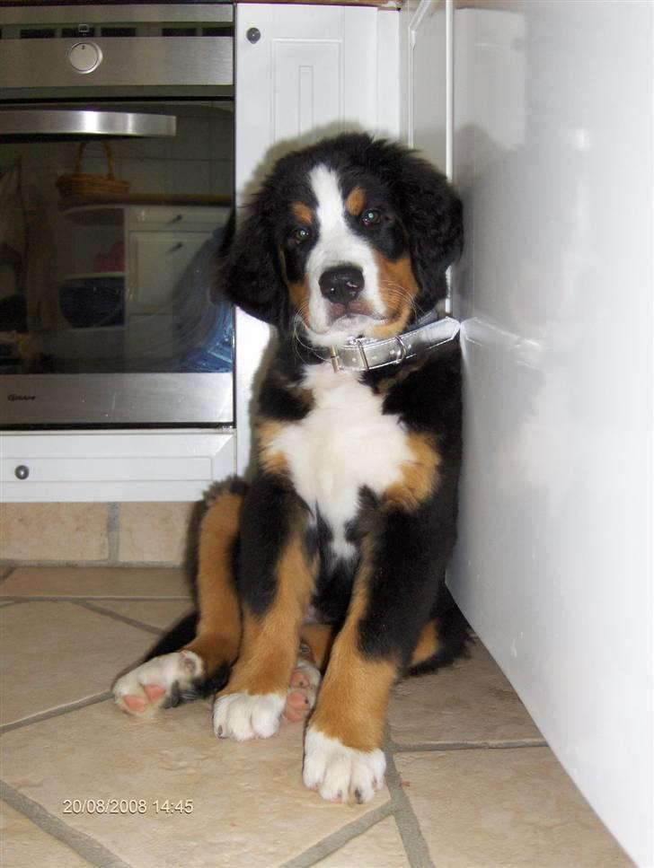 Berner sennenhund Senna - Senna 5 mdr  billede 7