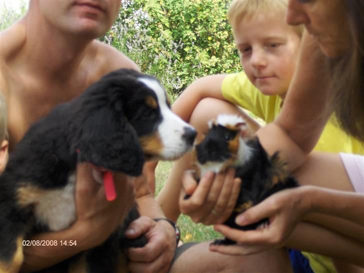 Berner sennenhund Senna - Er det også en berner billede 8