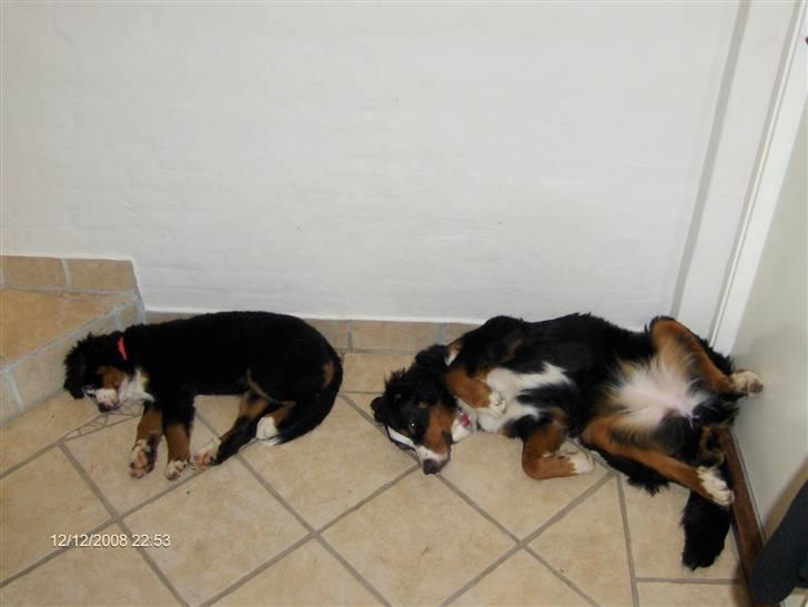 Berner sennenhund Senna billede 10