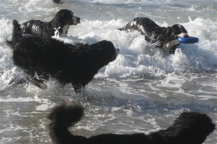 Berner sennenhund Senna billede 11