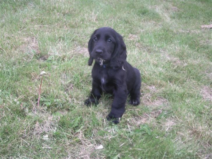 Cocker spaniel Charlie solgt:'( billede 8