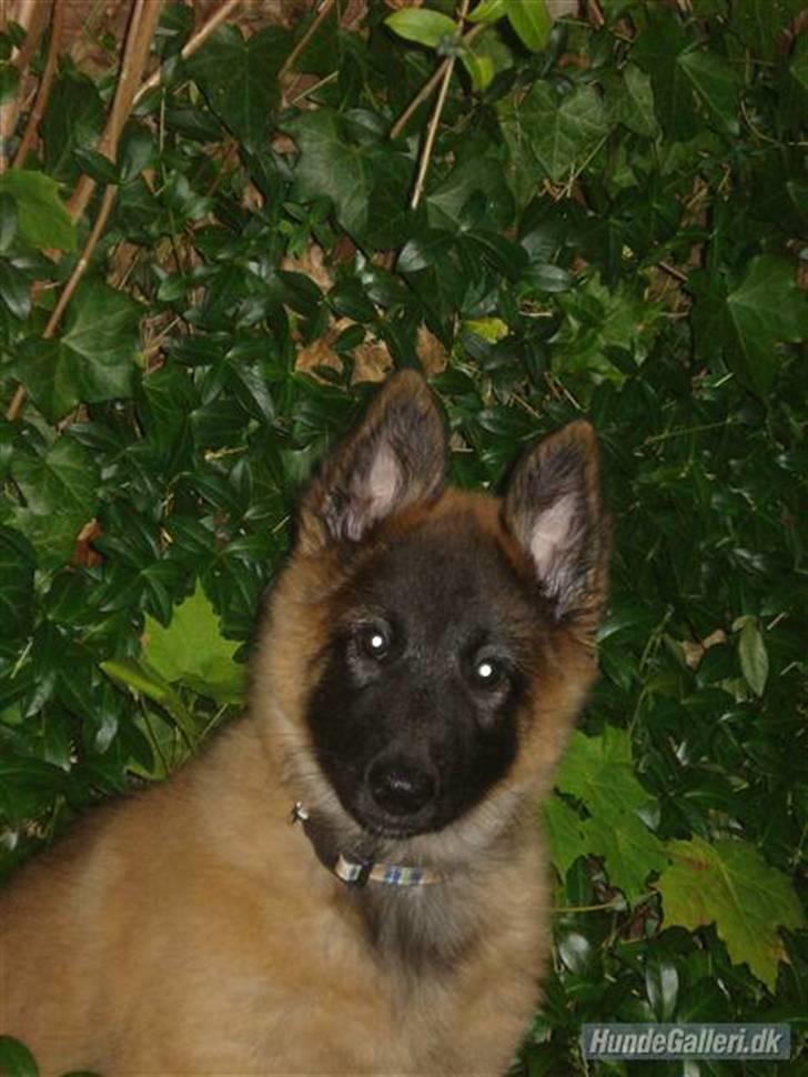 Belgisk hyrdehund Chitto'snmukkeste tæve. billede 14