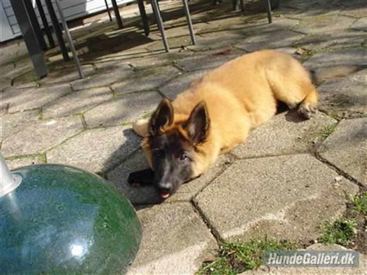 Belgisk hyrdehund Chitto'snmukkeste tæve. billede 15