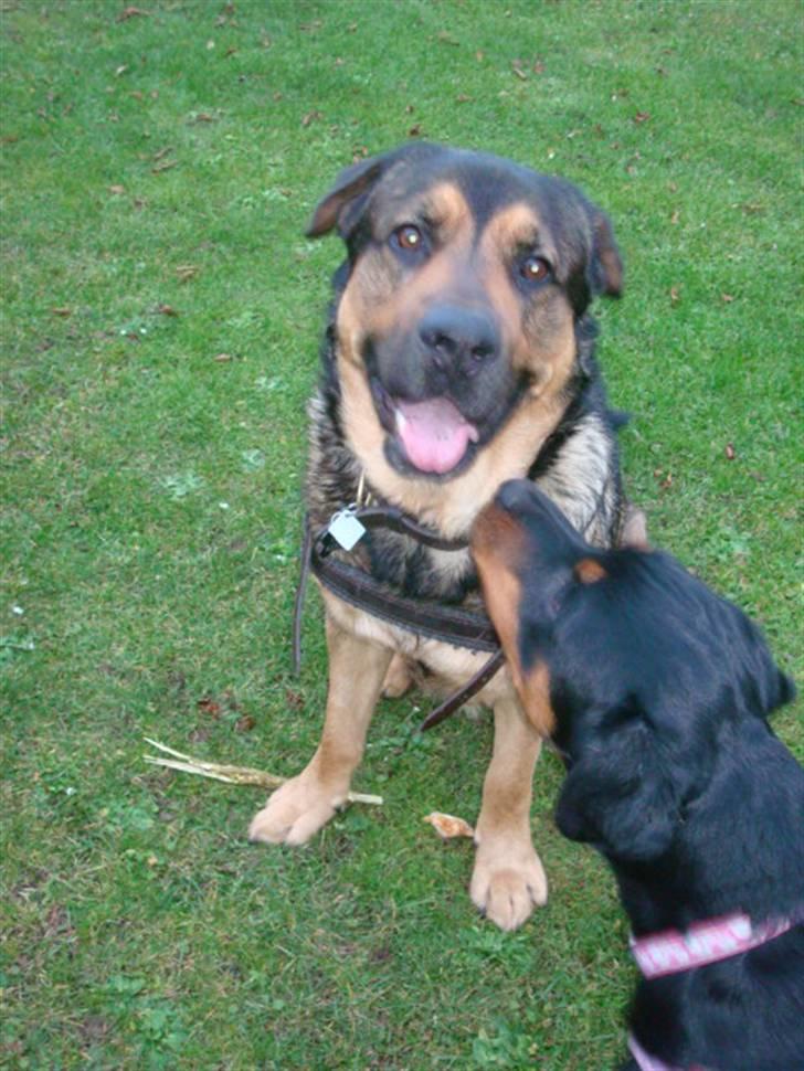 Blanding af racer Loke Rott/schæfer/norsk elg hund billede 17