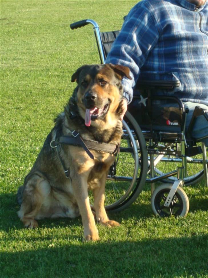 Blanding af racer Loke Rott/schæfer/norsk elg hund billede 18