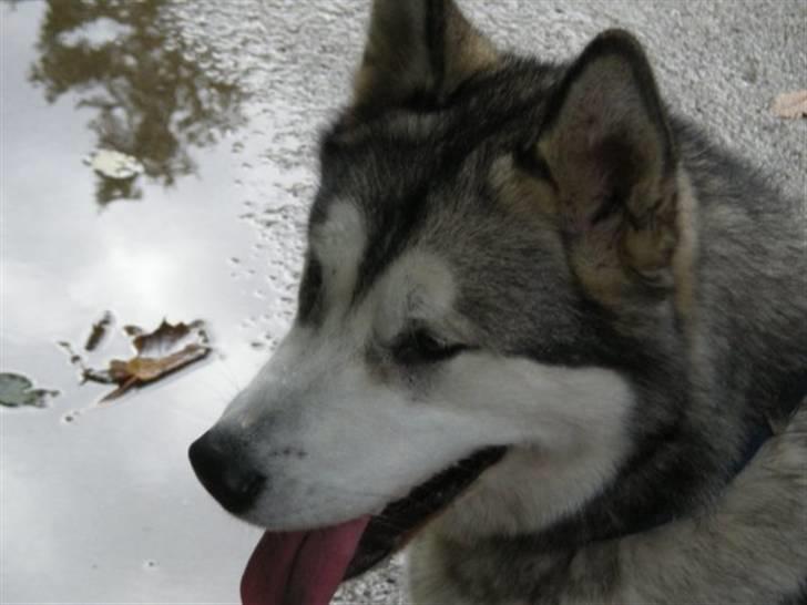 Alaskan malamute Maia billede 19