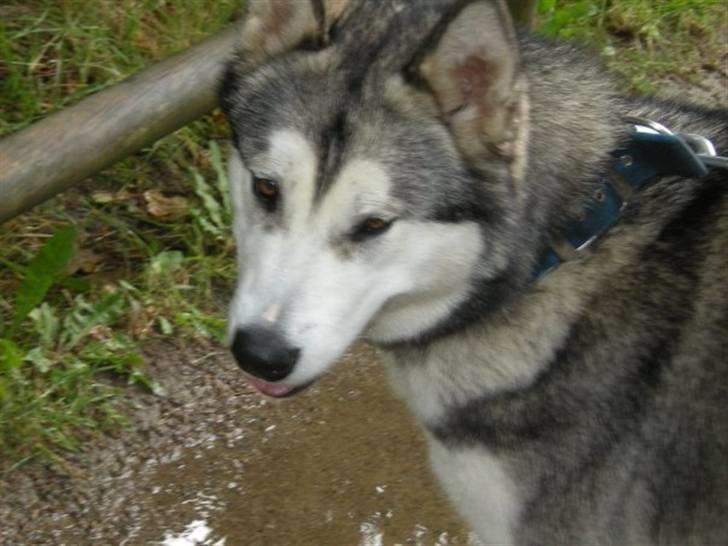 Alaskan malamute Maia billede 20