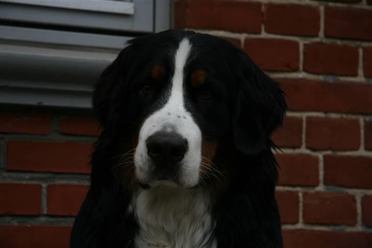 Berner sennenhund Moonsister's Dark shoes (Maggie) billede 15