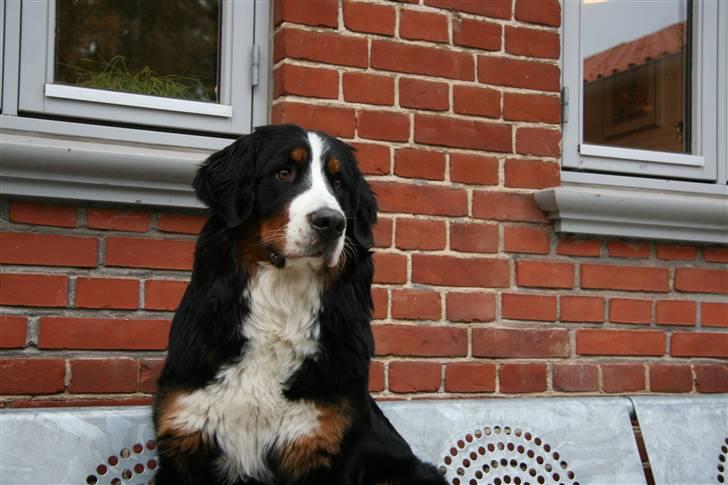 Berner sennenhund Moonsister's Dark shoes (Maggie) billede 16