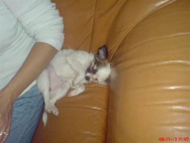 Chihuahua Meta - meta som lille, elsker det her billed, hun ligger i sofaen & sover billede 2