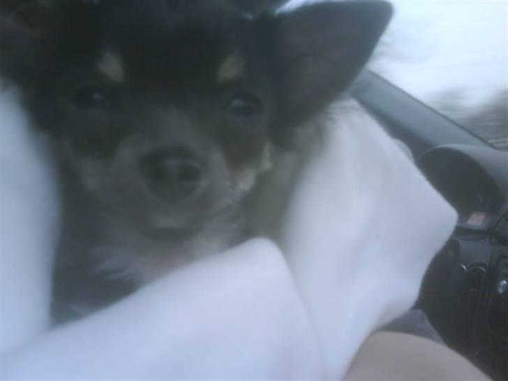 Chihuahua beauty  R.I.P - sidste dag jeg så beauty s; det var virkelig hårdt billede 1