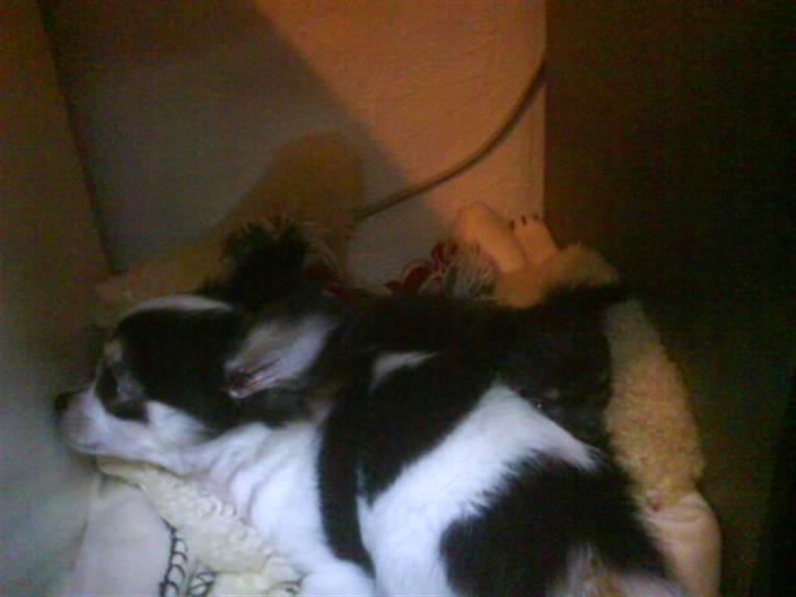 Chihuahua beauty  R.I.P - Beauty sammen med Diesel  billede 2