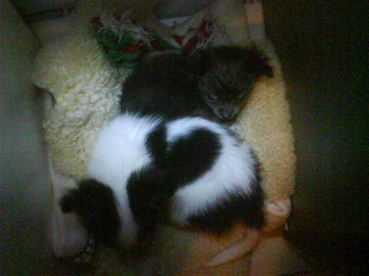 Chihuahua beauty  R.I.P - Beauty sammen med Diesel  billede 3