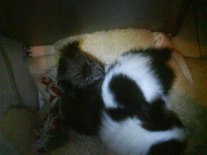 Chihuahua beauty  R.I.P - Beauty sammen med Diesel  billede 4