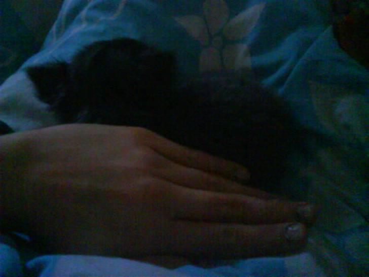 Chihuahua beauty  R.I.P - hun var ikke ret stor billede 5