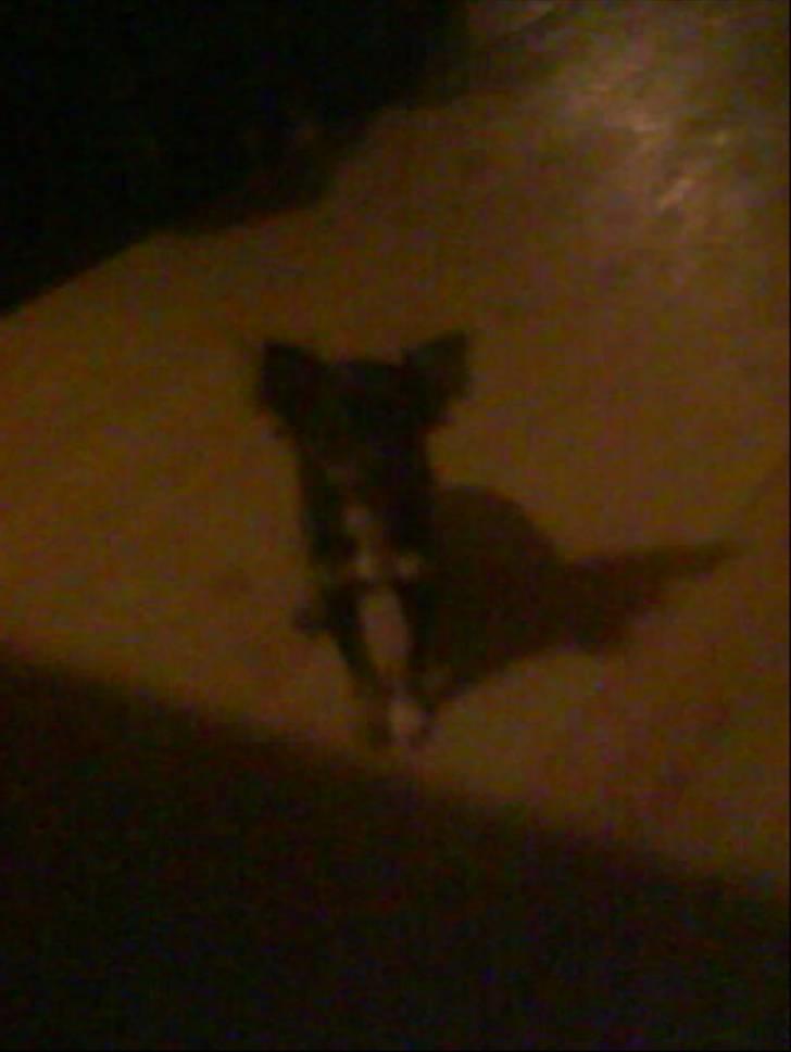 Chihuahua beauty  R.I.P - Beauty gik meget sjovt, hun hoppede rundt hun gik ikke ordenligt billede 6