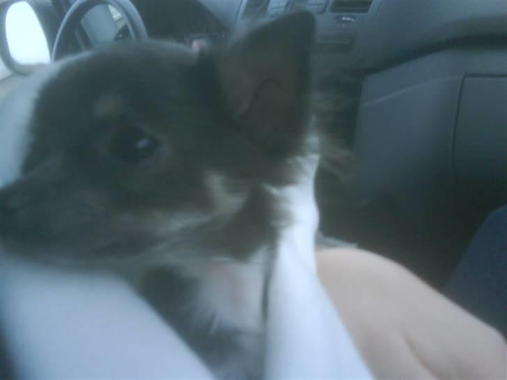 Chihuahua beauty  R.I.P - sidste dag jeg så beauty s; det var virkelig hårdt billede 7