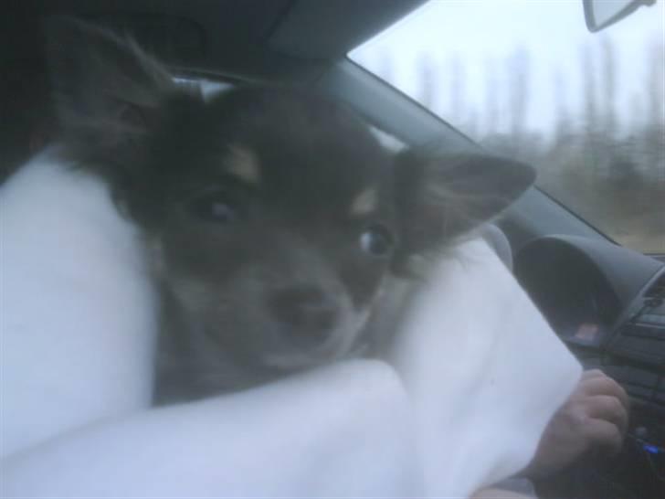 Chihuahua beauty  R.I.P - sidste dag jeg så beauty s; det var virkelig hårdt billede 8