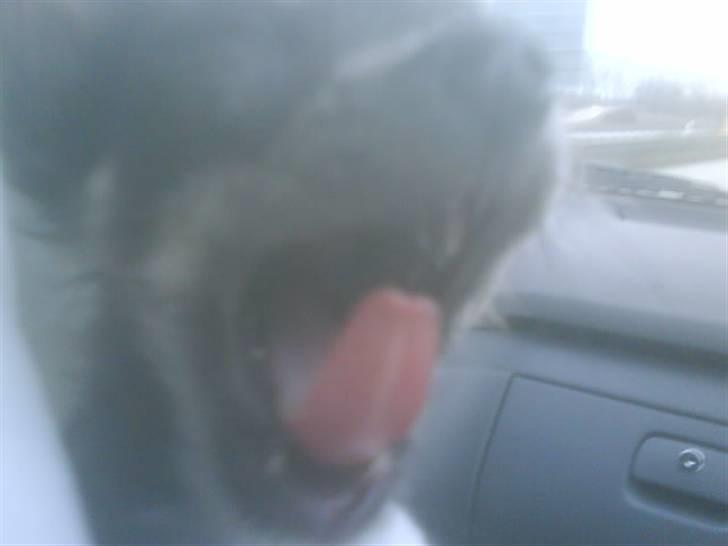 Chihuahua beauty  R.I.P - sidste dag jeg så beauty s; det var virkelig hårdt billede 9