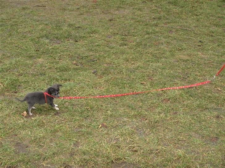 Chihuahua beauty  R.I.P - glemmer dig aldrig beauty!! (L billede 10