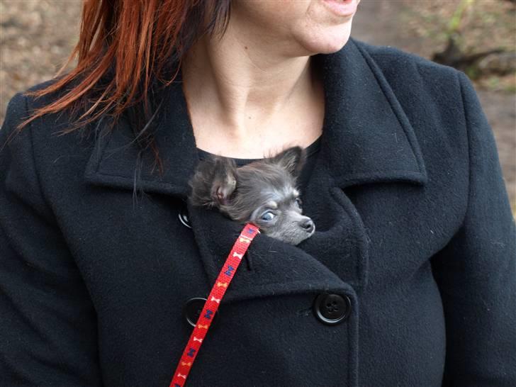 Chihuahua beauty  R.I.P - du var bare så lille!!! du kunne være i en lomme, eller ja sidde der ved brystet på min  mor billede 11