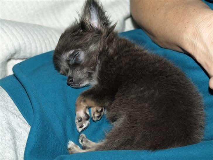 Chihuahua beauty  R.I.P - jeg savner dig prinsesse billede 12