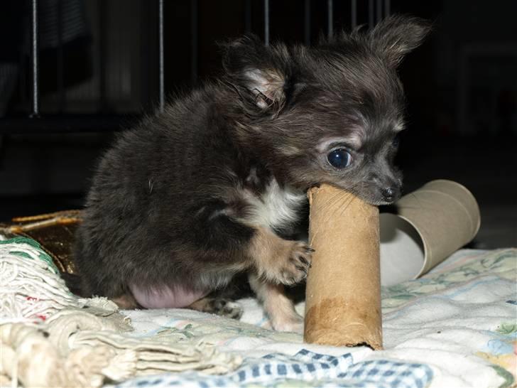 Chihuahua beauty  R.I.P - s; billede 13