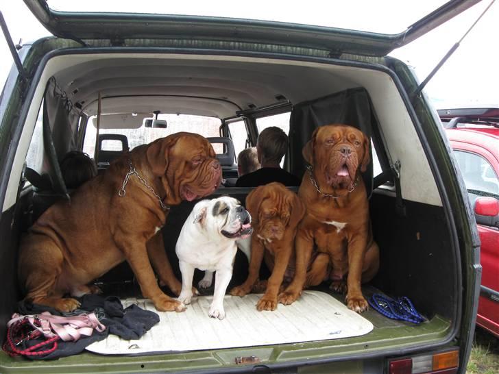 Dogue de bordeaux Pretty R.I.P. billede 12