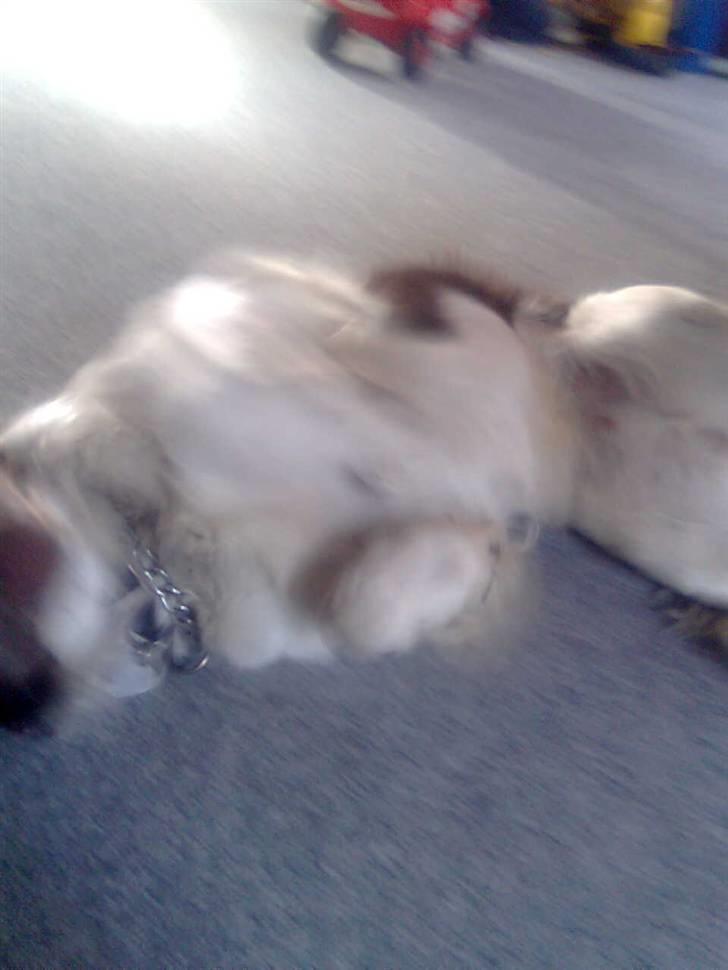 Blanding af racer Scoopy-doo billede 19