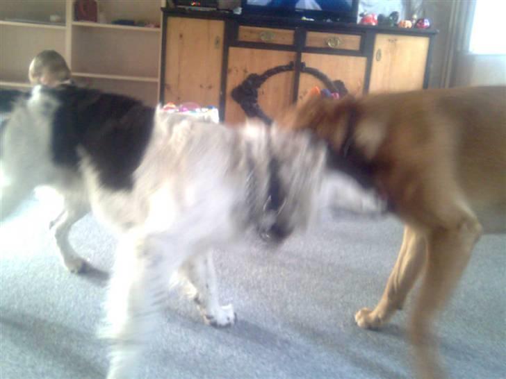 Blanding af racer Scoopy-doo billede 20