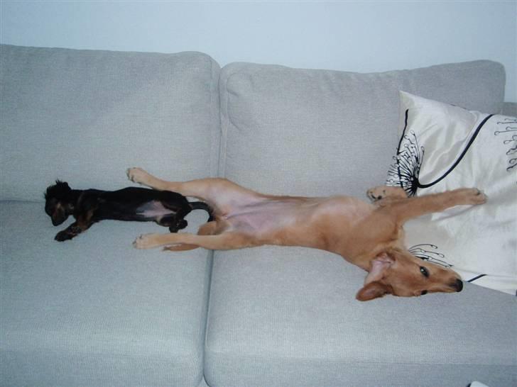 Dværggravhund Freja billede 12