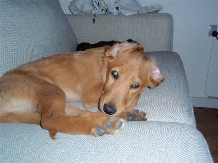 Golden retriever Naja billede 13