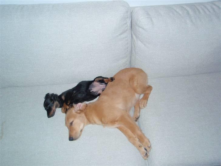 Golden retriever Naja billede 14