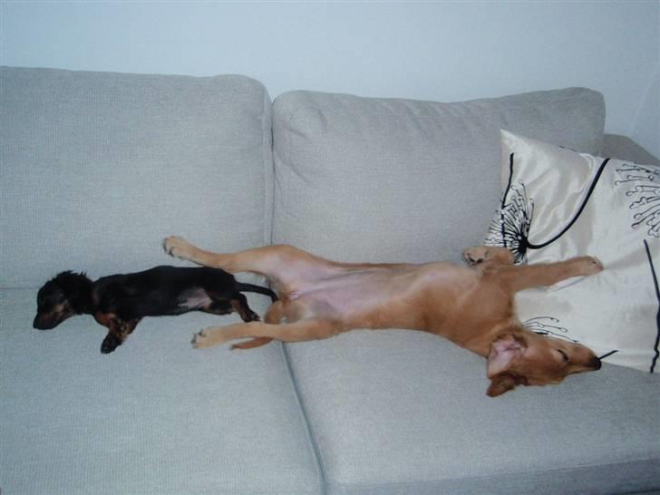 Golden retriever Naja billede 15