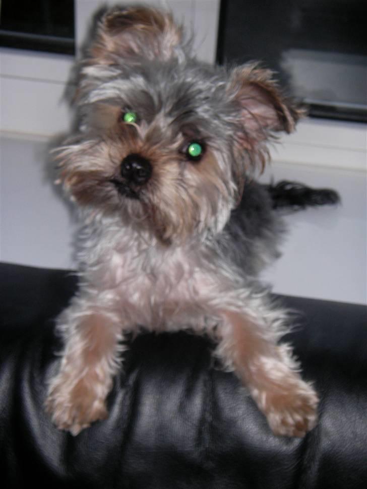 Yorkshire terrier Bounty billede 5